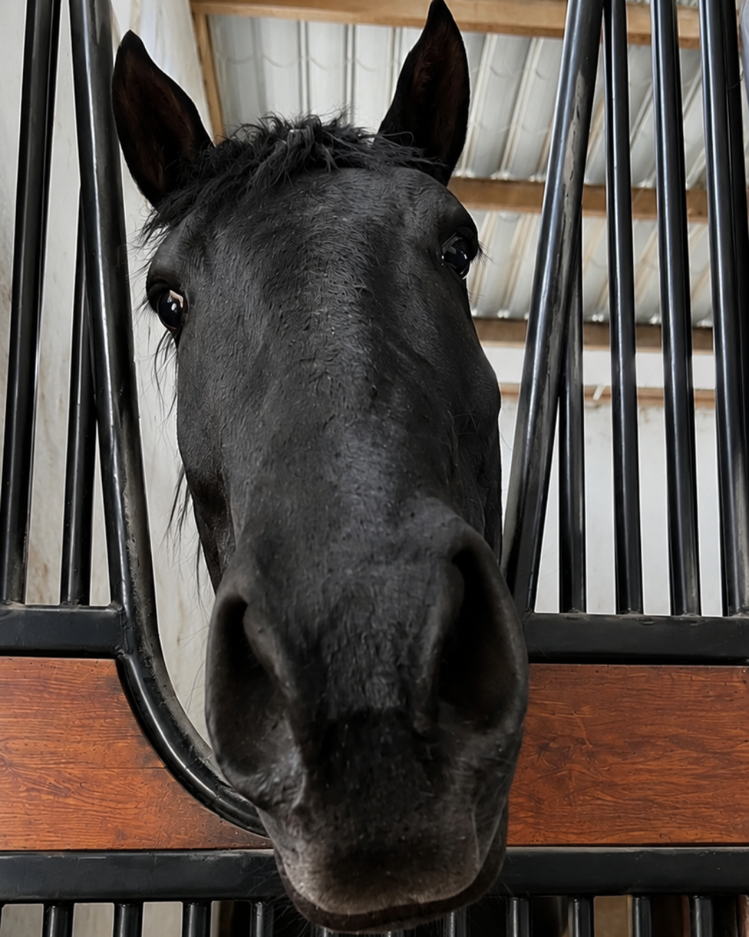 Lacan, caballo de Corazón Equino, mirando con curiosidad y calma